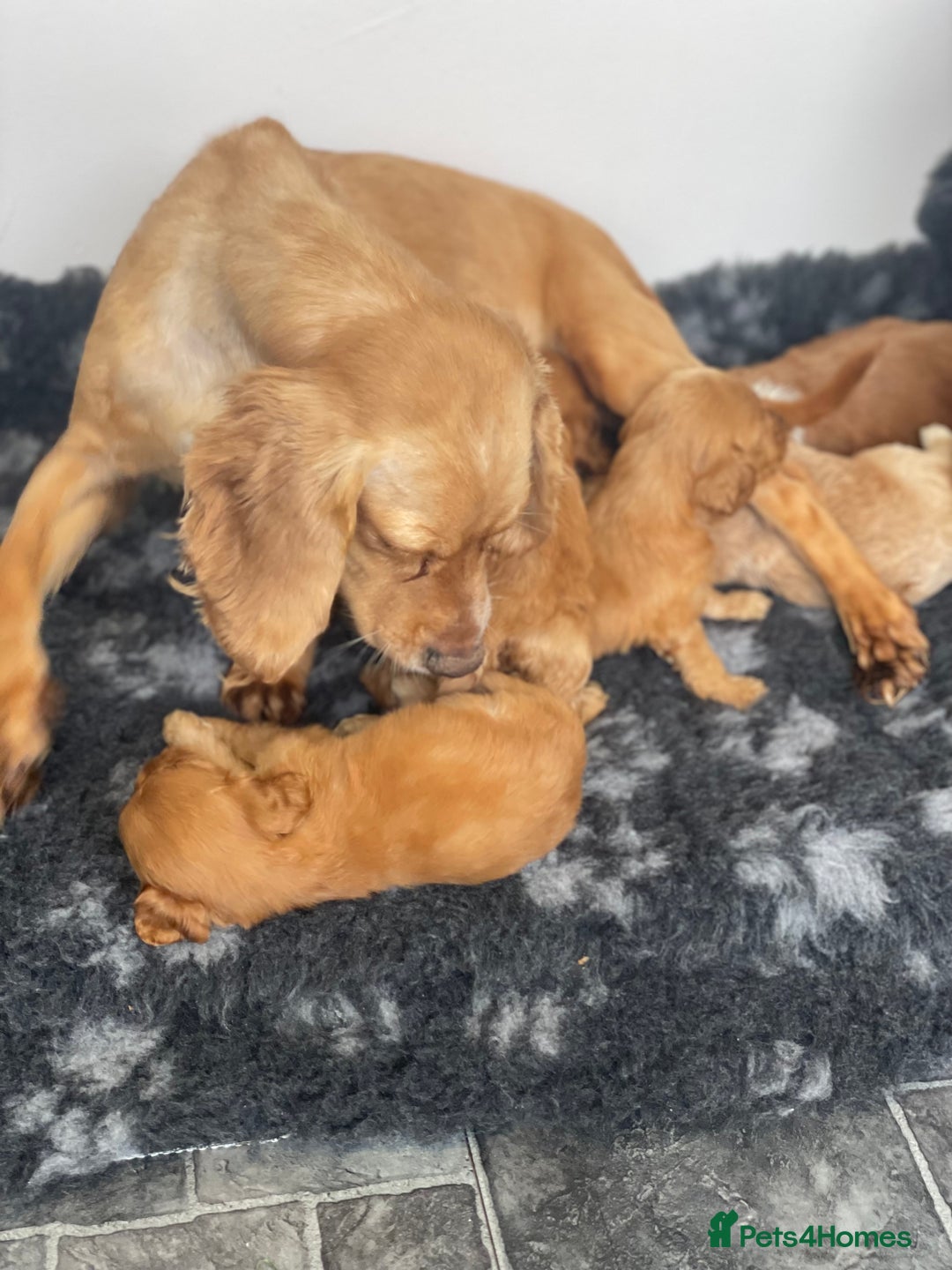 Cocker Spaniel dogs for sale: Stunning cocker spaniel puppies  - Image 16