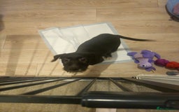 Mixed Breed dogs for sale: Labrodor cross irish wolfhound - Advert 3