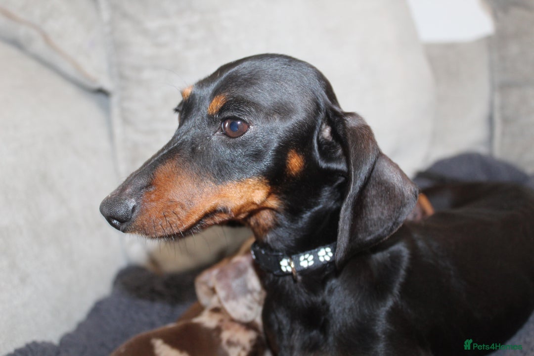 Miniature Dachshund dogs for sale: 🐶✨Smallest mini KC stunning litter ✨🐶 - Image 16