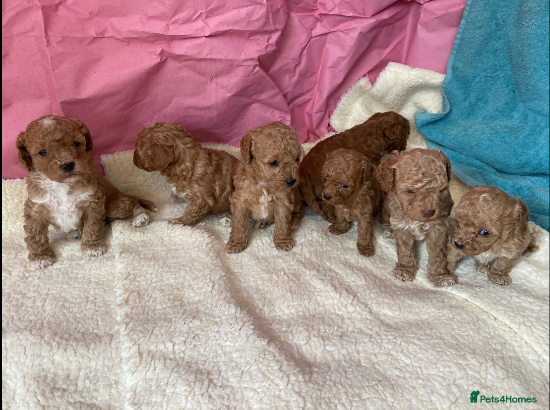 Maltipoo dogs Dna clear Asian maltipoo puppies  - Advert 7