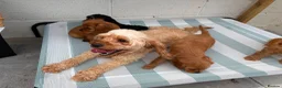 Cavapoo dogs for sale: Stunning litter of Cavapoos  - Advert 10