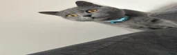 British Shorthair cats for sale: British Blue - looking for new home  - Advert 4