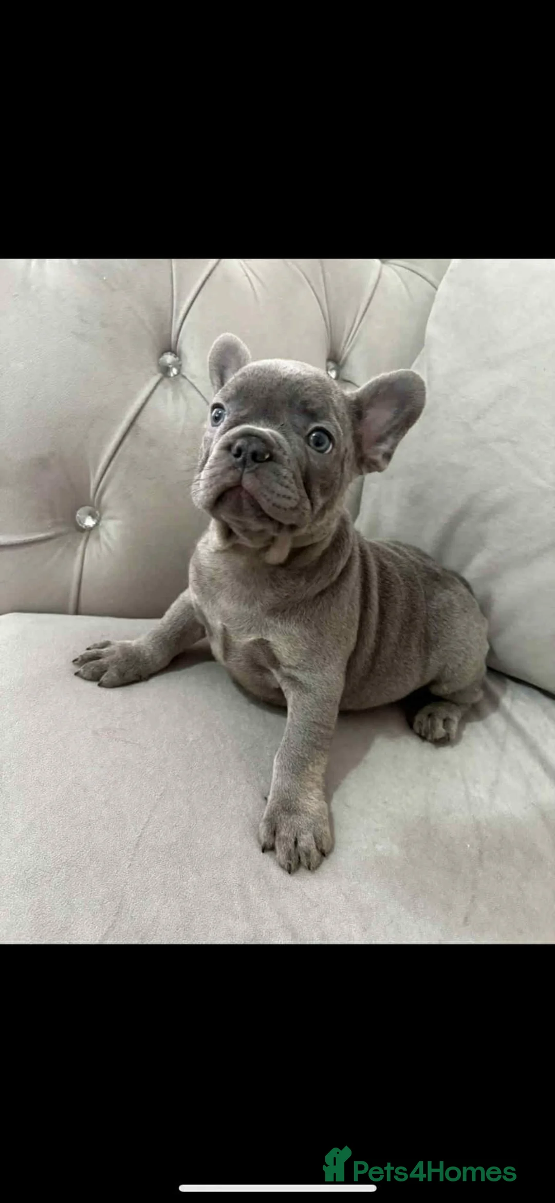 French Bulldog dogs for sale: Hugo the frenchie  - Advert 4