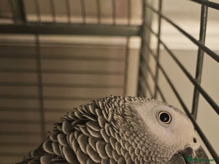 Parrots birds Male African Grey parrot - Advert 1