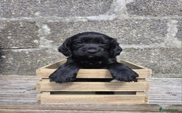 Cocker Spaniel dogs for sale: Working cocker spaniel pups - Image 26
