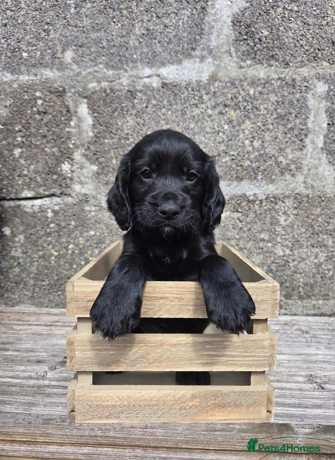 Cocker Spaniel dogs for sale: Working cocker spaniel pups - Image 26