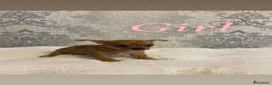 Bambi