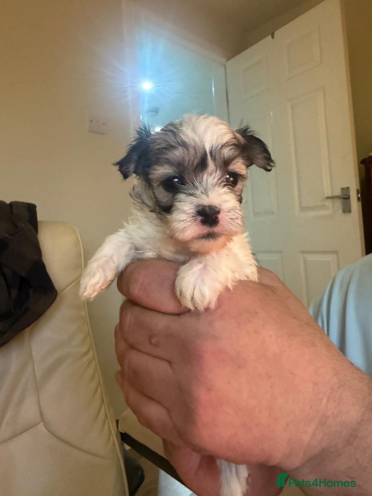 Mixed Breed dogs Shihchon puppies  - Advert 6