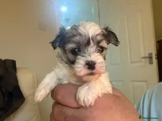 Mixed Breed dogs Shihchon puppies - Advert 6