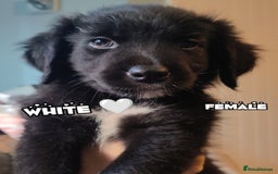 Mixed Breed dogs for sale: Portuguese water dog x Golden retriever puppies  - Image 1