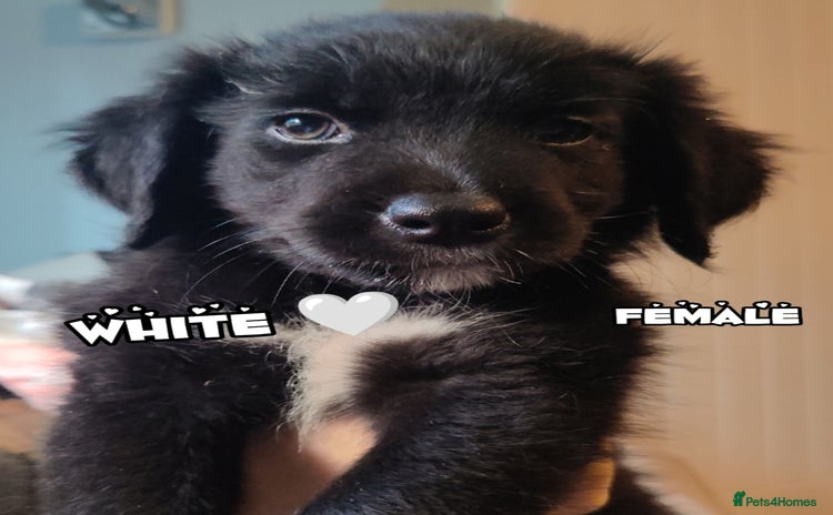 Mixed Breed dogs - Advert 1