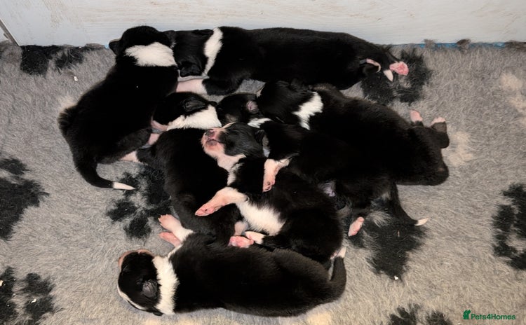 Border Collie dogs - Advert 3
