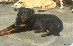 Mixed Breed dogs for adoption: Paige - Norwich Norfolk  - Image 18