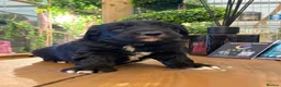 Sheepadoodle dogs for sale: Midi Size Sheepadoodles 20 kilos  - Advert 8