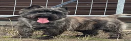 Cairn Terrier dogs for sale: KC reg pups off health tested parent avail 11/08 - Advert 13