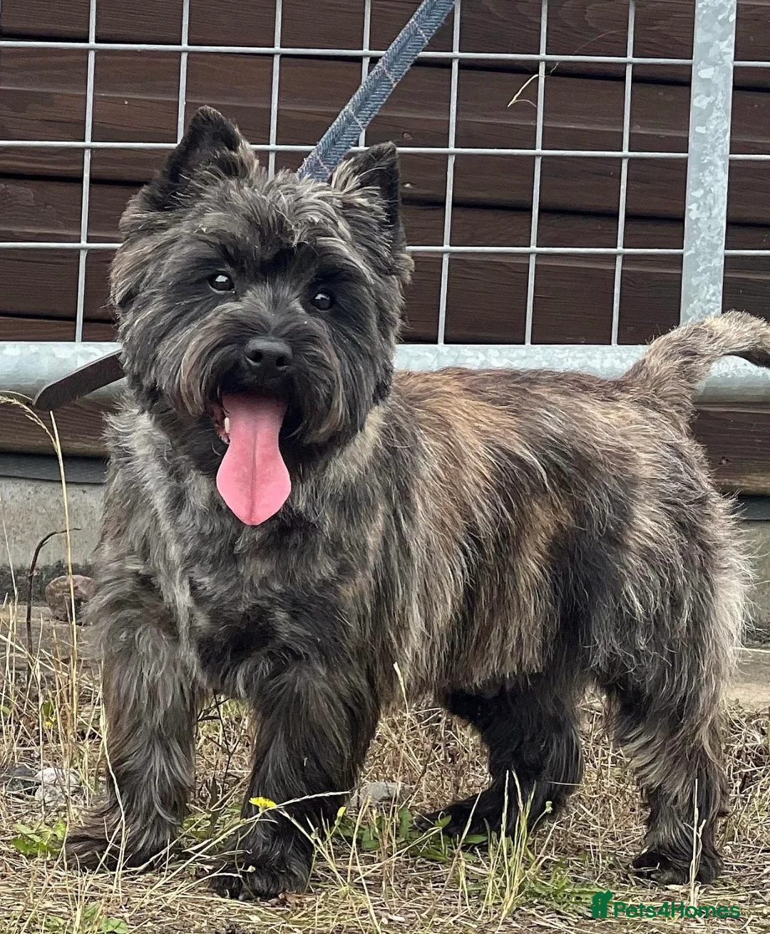 Cairn Terrier dogs for sale: Male reg pup off health tested parents avail now - Advert 14
