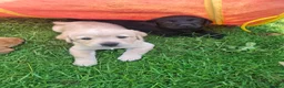 Labrador Retriever dogs for sale: Labrador Pups KC Reg.  - Advert 12