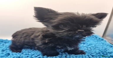 Yorkshire Terrier dogs - Advert 5