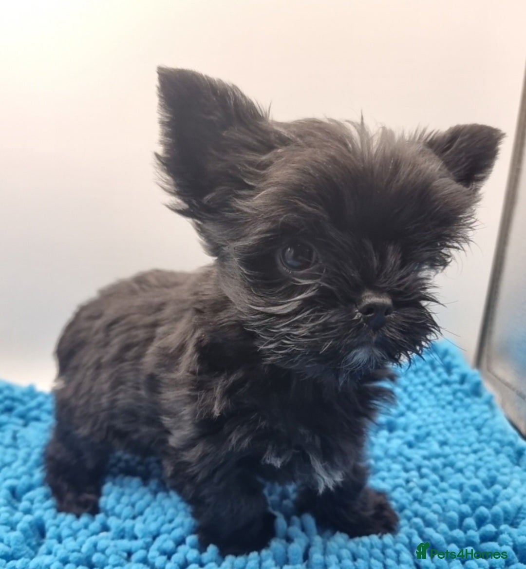 Yorkshire Terrier dogs for sale: Yorkshire Terrier puppies  - Image 6