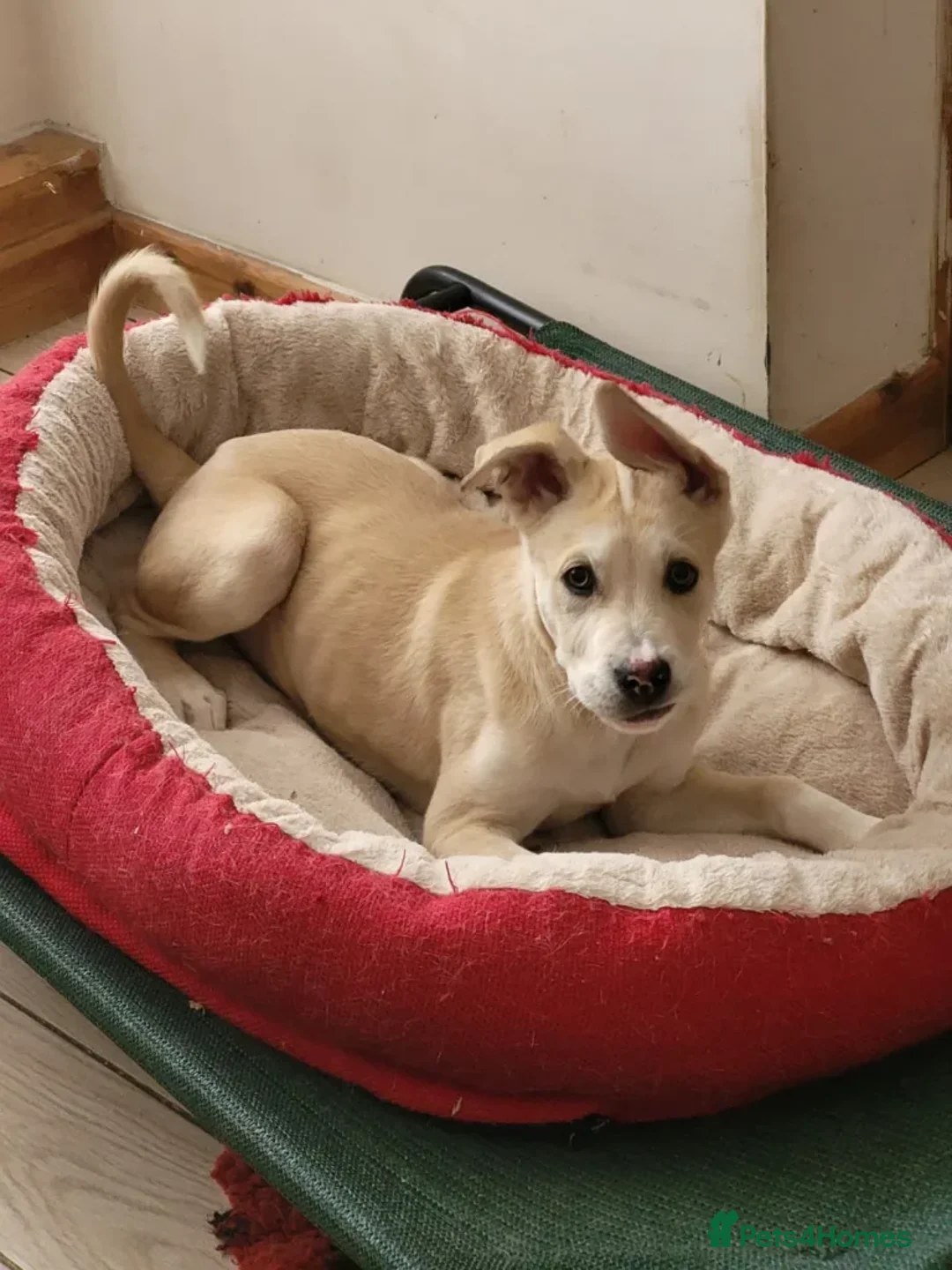 Mixed Breed dogs for adoption: Dougie - Advert 1