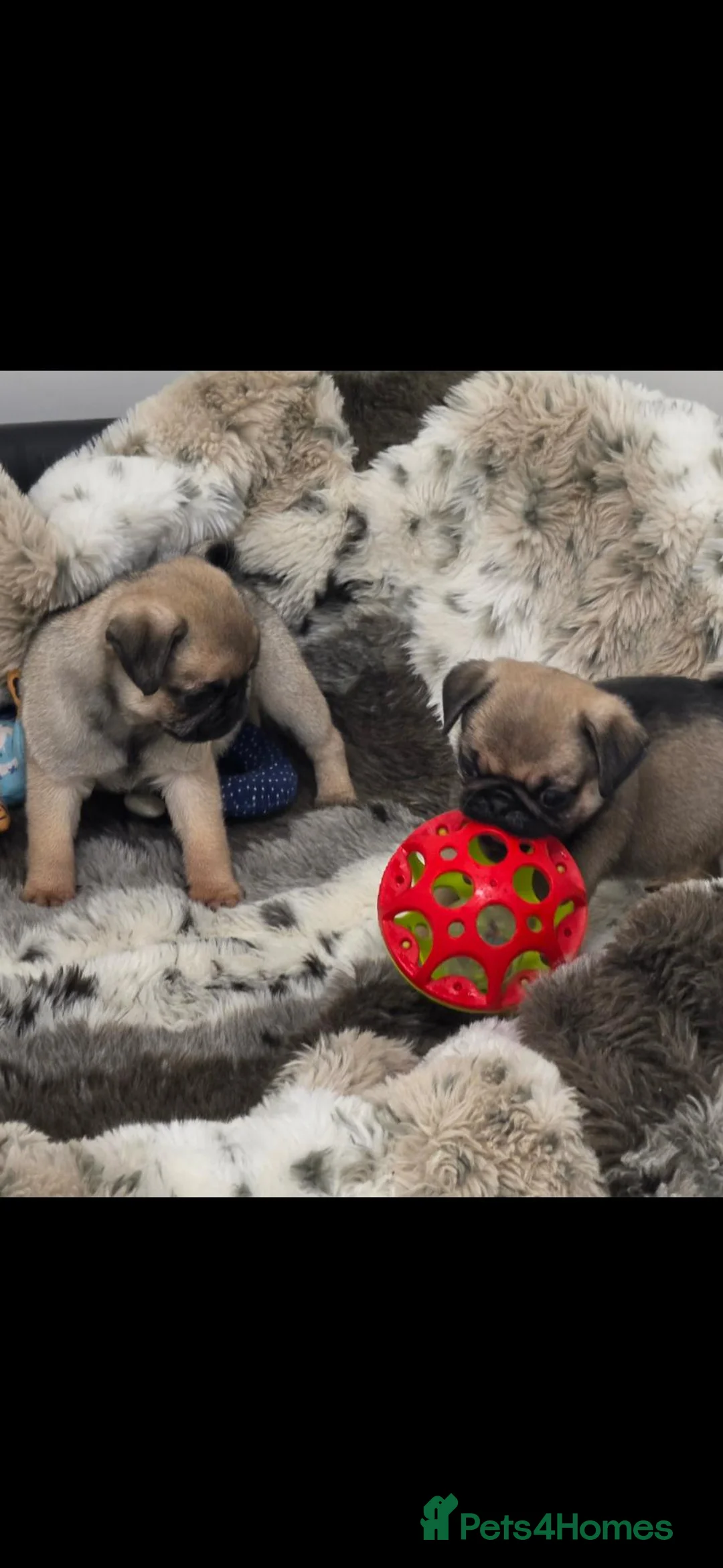 Pug dogs for sale: Pug puppies  in Newton Abbot - Advert 16