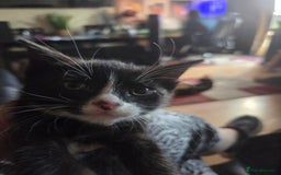 Mixed Breed cats for sale: Kittens ready 26th Aug - Image 5