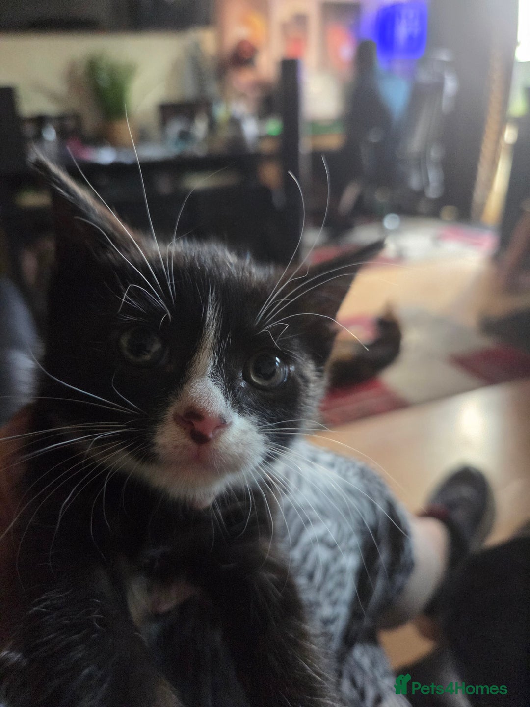 Mixed Breed cats for sale: Kittens ready 26th Aug - Image 5