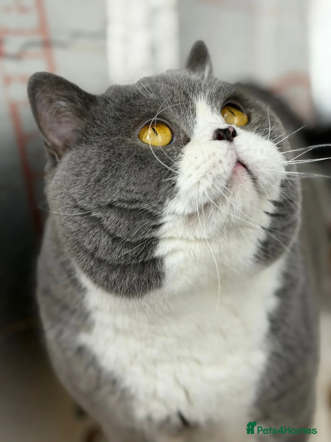 British Shorthair cats for stud: British Shorthair Blue Bicolour male stud duties - Advert 5