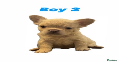 French Bulldog dogs REDUCED! Fluffy French Bulldog Puppies  - Advert 10