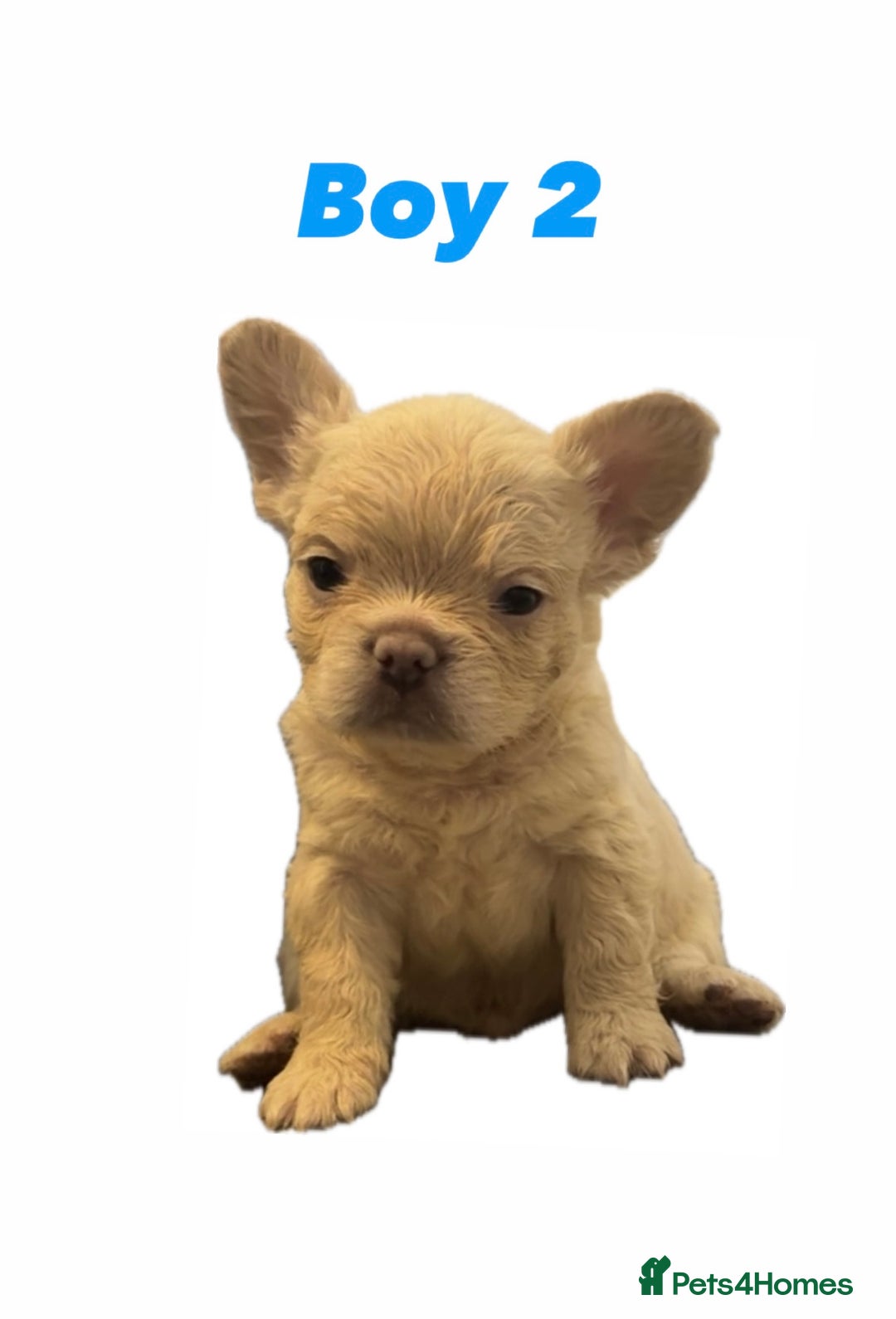 French Bulldog dogs for sale: REDUCED! Fluffy French Bulldog Puppies  - Advert 8