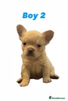 French Bulldog dogs REDUCED! Fluffy French Bulldog Puppies - Advert 10