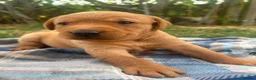 Labrador Retriever dogs for sale: Adorable KC registered labrador pups - Advert 6