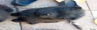 White collar 