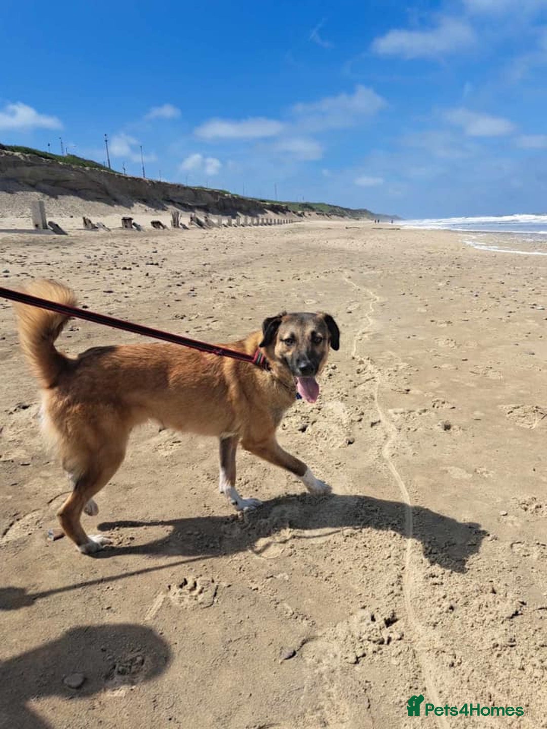 Mixed Breed dogs for adoption: Levi - Norwich Norfolk  - Image 25