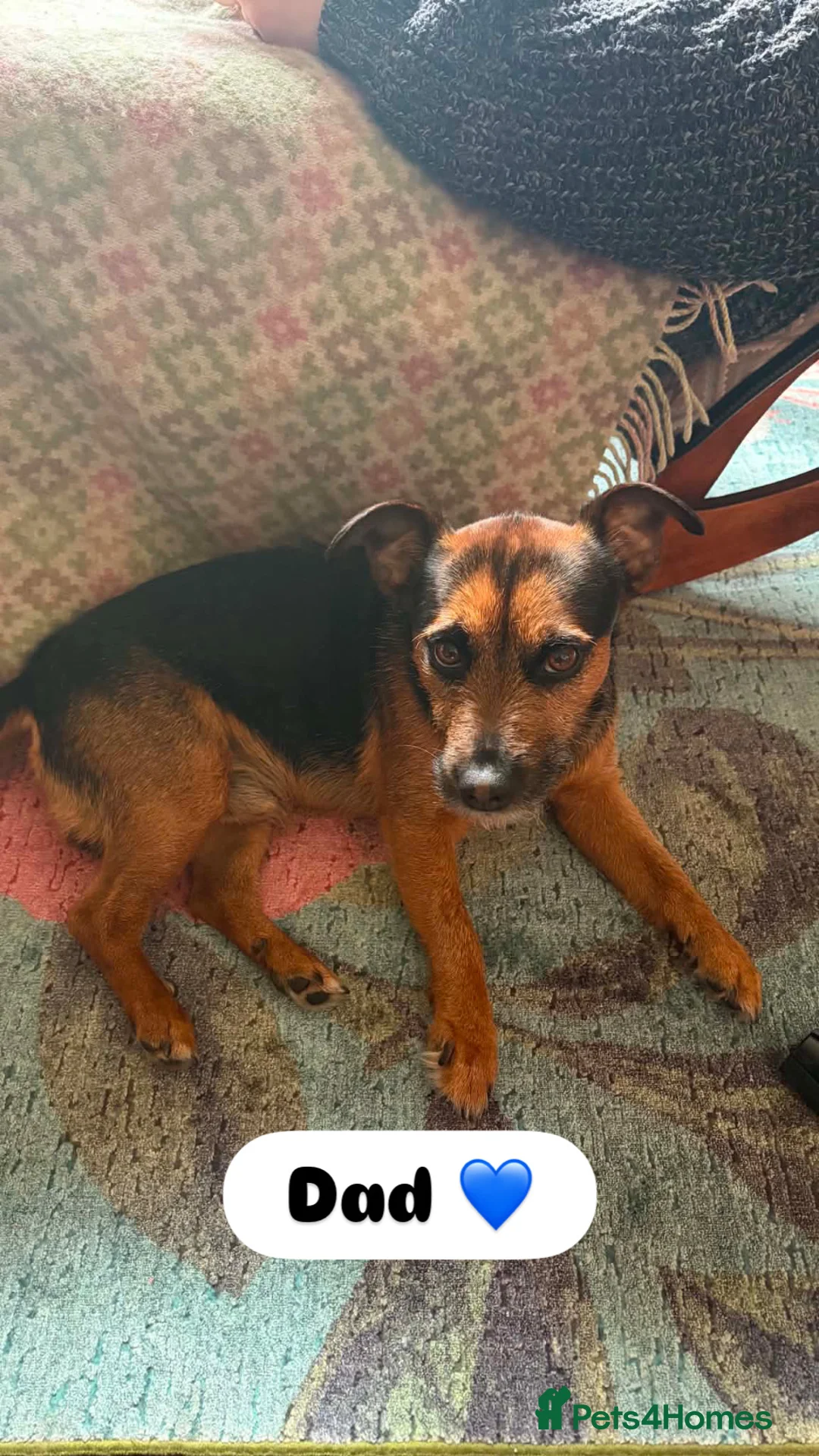 Mixed Breed dogs for sale: Cairn x patterdale pups  in Inverness - Advert 2