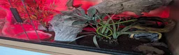 Leopard Gecko reptiles for sale: LEOPARD GECKO + PREMIUM 3FT VIVARIUM SETUP – £250 in Halesowen - Advert 5