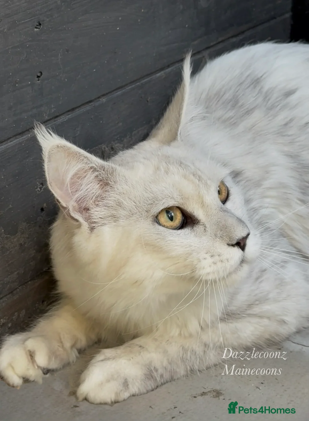 Maine Coon cats for stud: Big black silver shaded for stud duties - Advert 1