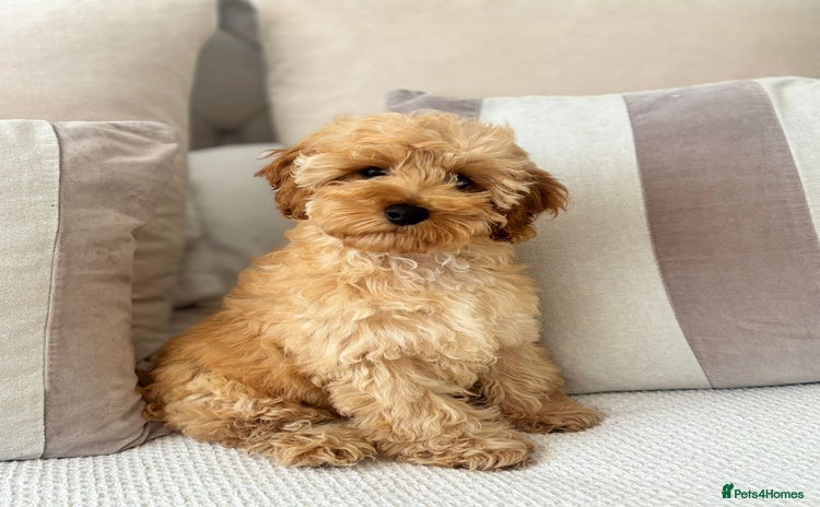 Cavapoo dogs for sale in Chislehurst - Advert 2