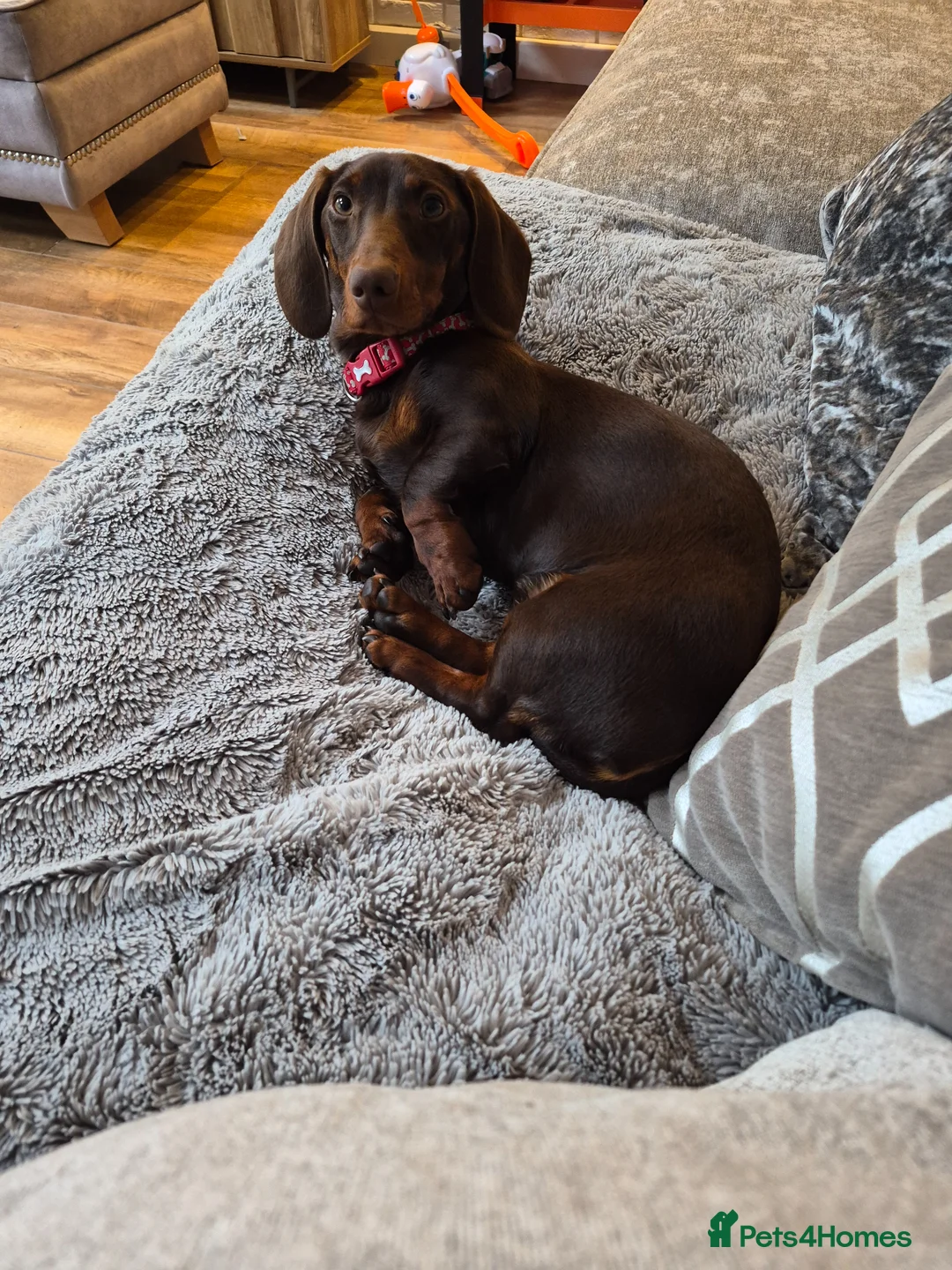 Dachshund dogs for sale: Dash  in Manchester - Advert 2