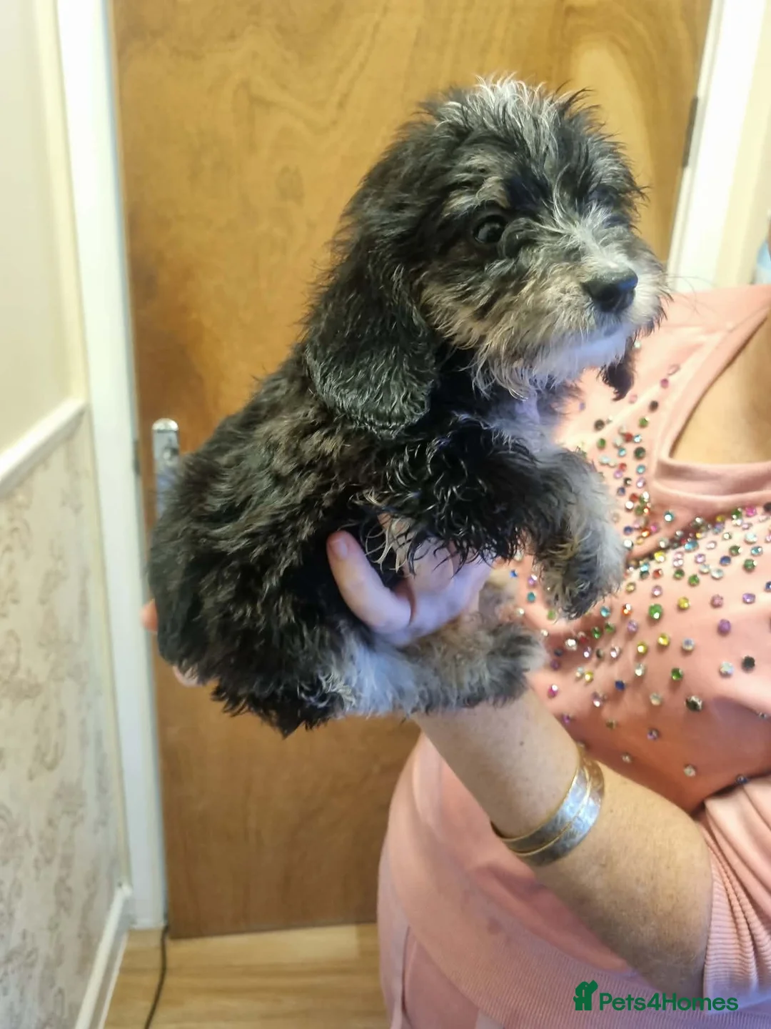 Cockapoo dogs for sale: Beautiful cockapoo  - Advert 18