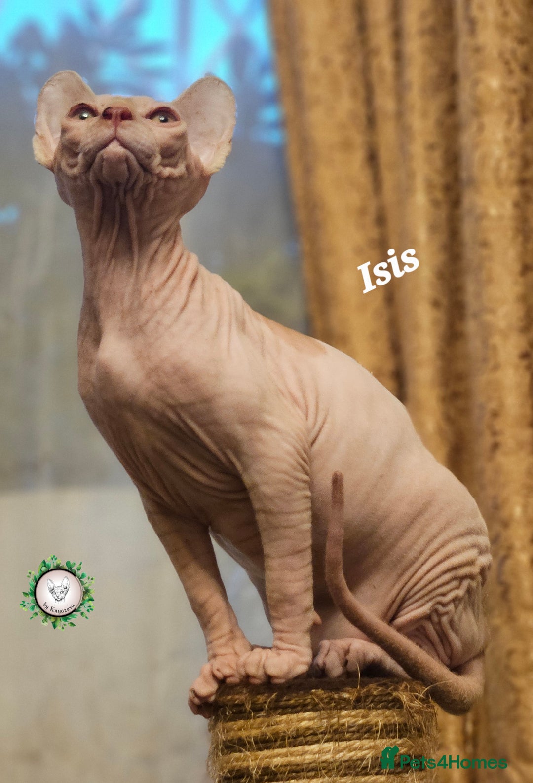 Sphynx cats for sale: Adorable Canadian Sphynx – Champion line - Advert 31