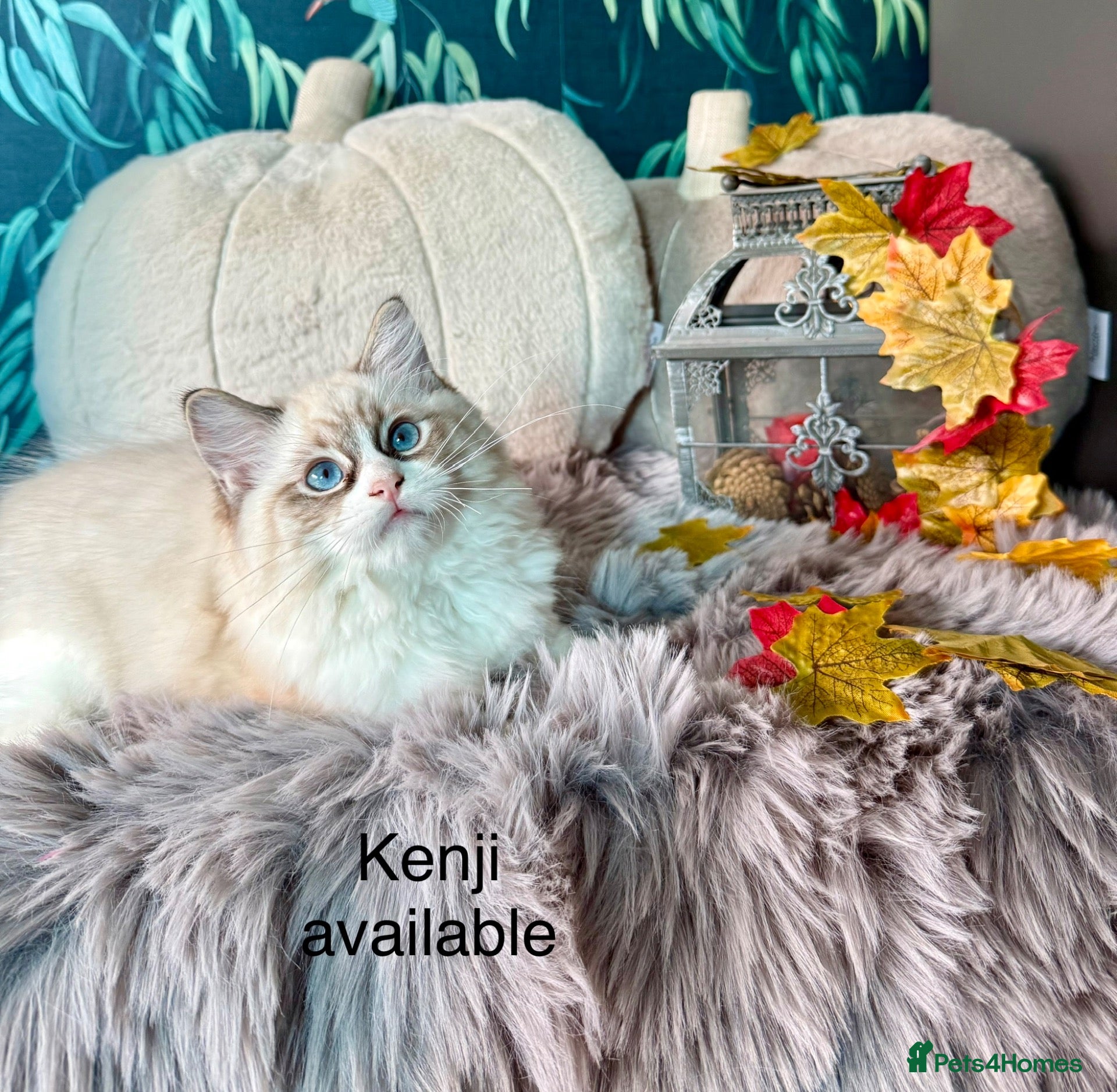 Ragdoll cats WORLD BEATIFUL RAGDOLL KITTEN / FIFE - Advert 1