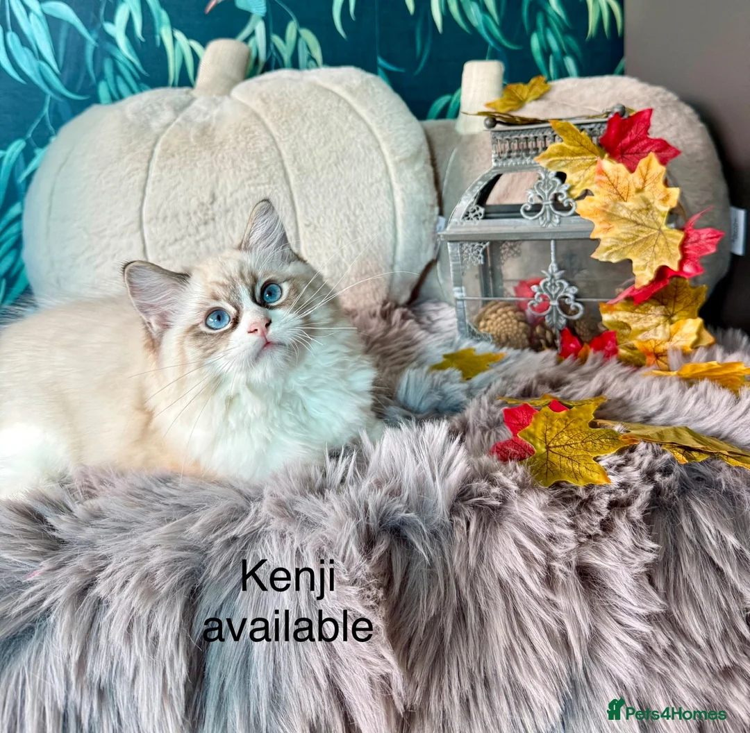 Ragdoll cats for sale: LAST AMAZING RAGDOLL KITTEN / FIFE - Advert 1
