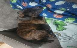 Staffordshire Bull Terrier dogs for sale: To good home - Image 15