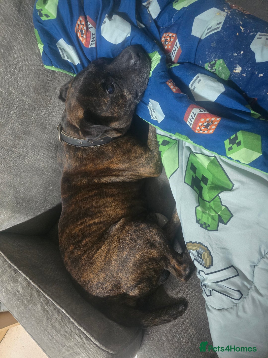 Staffordshire Bull Terrier dogs for sale: To good home - Image 15