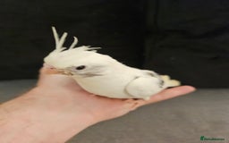 Cockatiels birds for sale: Tame cockatiel chicks  - Image 6