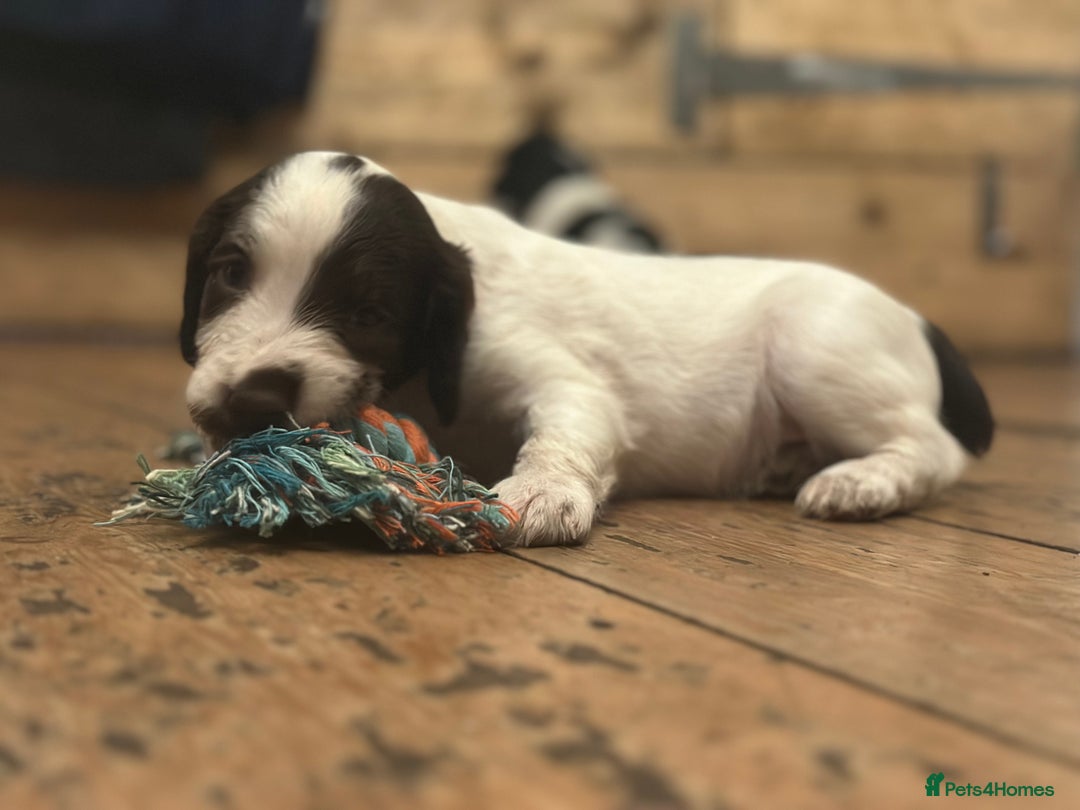 English Springer Spaniel dogs for sale: English working Springer Spaniel puppies for sale  - Image 8