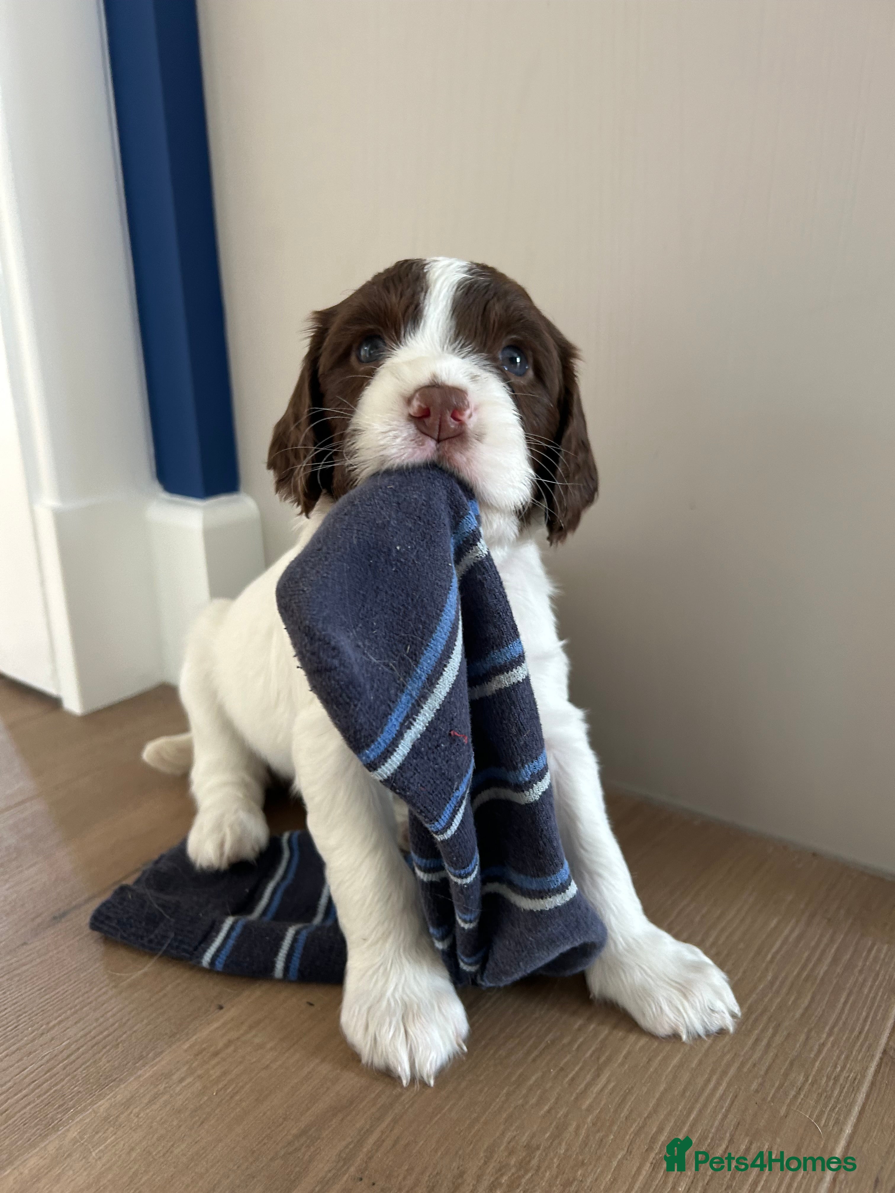 English Springer Spaniel dogs Stunning KC registered Springer Spaniel pups - Advert 2