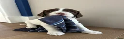 English Springer Spaniel dogs for sale: Stunning KC registered Springer Spaniel pups in Grantown-on-Spey - Advert 2