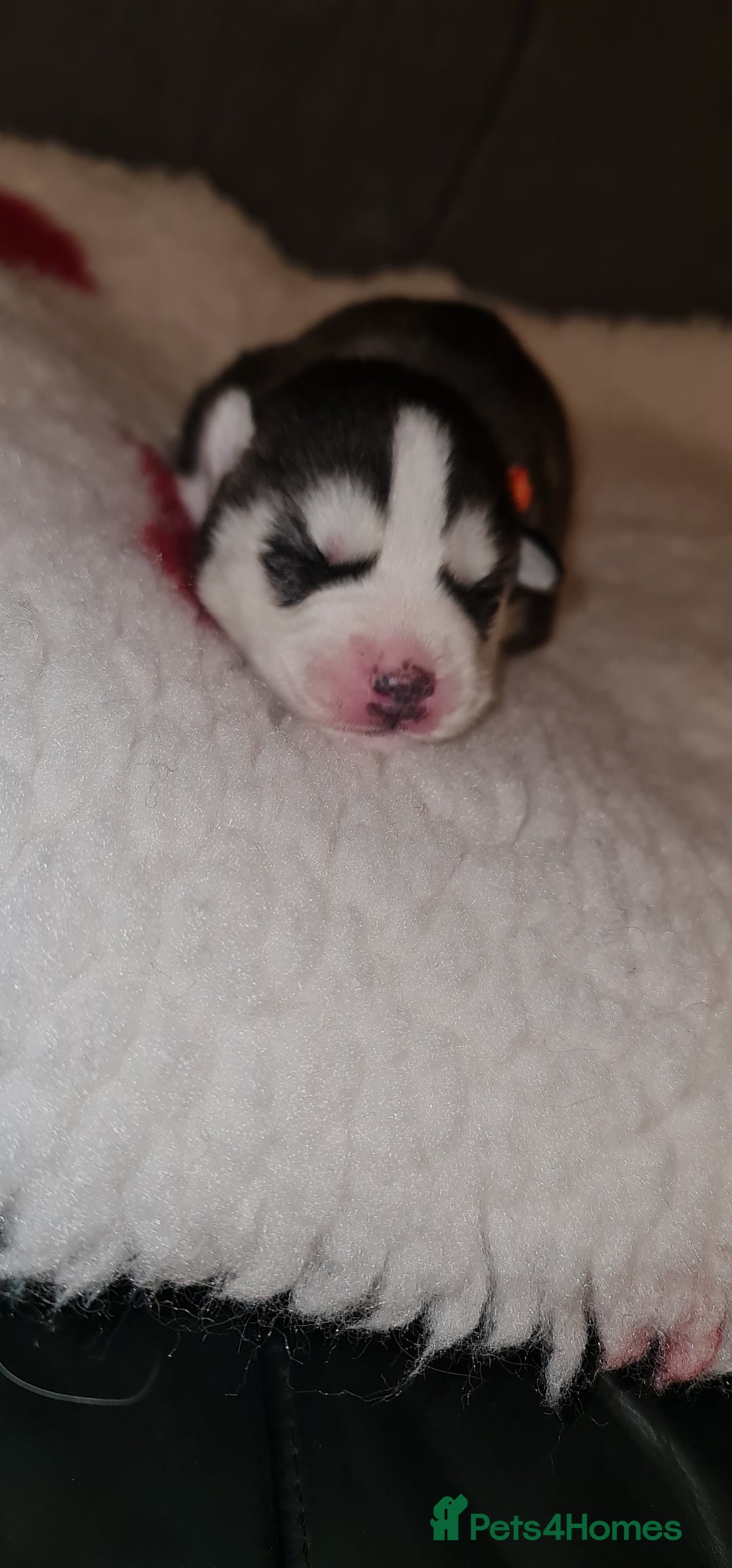 Siberian Husky dogs for sale: Ready now Siberian husky puppies  - Advert 11